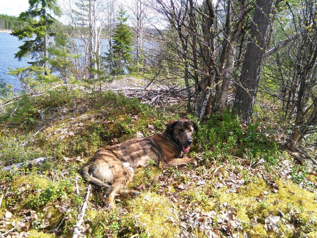 Gafsele Lappland Hostel Väster Gafsele Εξωτερικό φωτογραφία